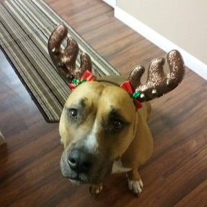 Meet your Posher, Benjamin